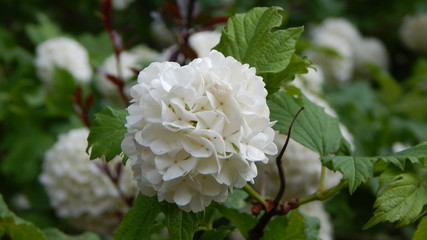 White flower