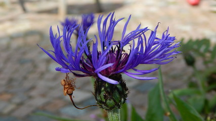 Cornflower