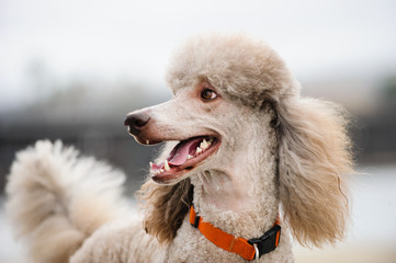 Apricot Standard Poodle portrait against neutral background