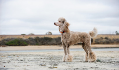 Standard Poodle properly groomed standing on sand beach