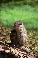 Affenmutter beim Stillen