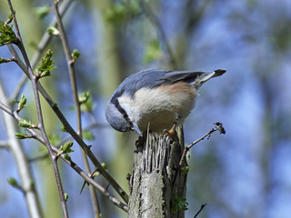 Eurasian nuthatch (Sitta europaea)