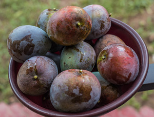 Succulent and tasty,fleshy Willard Mango of tropical Sri Lanka