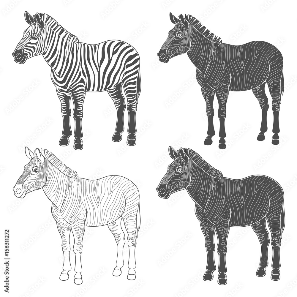 Aufkleber set of vector illustrations with zebra. isolated objects on white background.