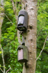 Bat box and bird box attached to tree. Artificial roosts provided for wildlife hanging from trunk of ash tree in British nature reserve