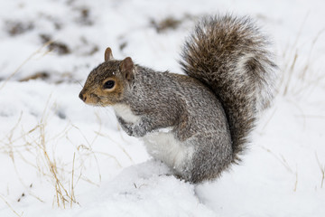 Squirrel in Central Park 