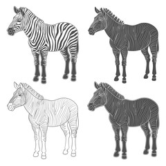Set of vector illustrations with zebra. Isolated objects on white background.