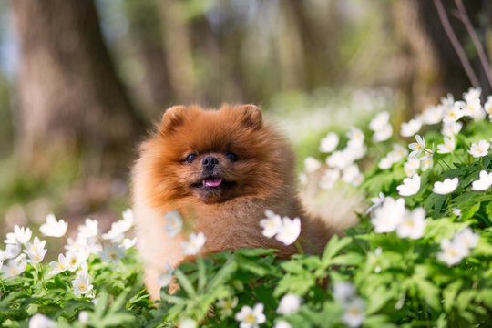 Beautiful and fluffy pomeranian dog in a spring forest flowers. Adorable dog. Dog in a forest.