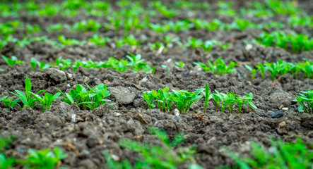 green seedlings sprouts in the garden on the ground