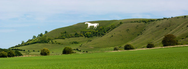 Panorama of Westbury White Horse. Hill figure created by exposing white chalk on the escarpment of Salisbury Plain in Wiltshire, UK - obrazy, fototapety, plakaty