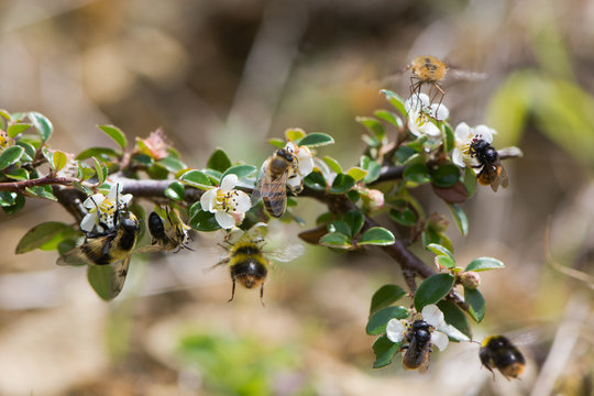 Composite of British bees and mimics. Hoverfly (Volucella bombylans), honey bee (Apis melifera), early bumblebee (Bombus pratorum), bee fly (Bombylius major) and two-coloured mason bee (Osmia bicolor)