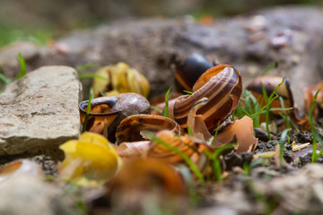 Snail shells broken by song thrush (Turdus philomelus). Pile of broken shells by stones used to smash prey of bird in the family Turdidae