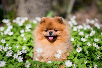 Beautiful and fluffy pomeranian dog in a spring forest flowers. Adorable dog. Dog in a forest.