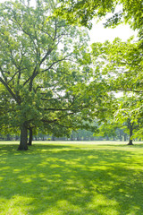 公園　木陰