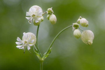 Bladder campion (Silene vulgaris) in flower. A delicate flower in the family Caryophyllaceae, with calyx inflated and constricted at the mouth