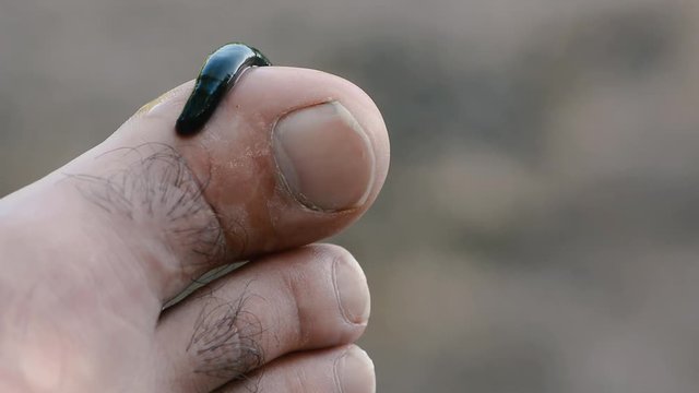 Horse leech (Haemopis sanguisuga) on man's foot. Large greenish leech in the family Hirudidae moving on toe