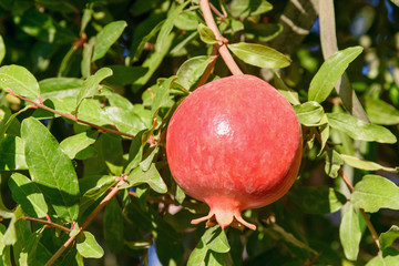 Red pomegranate on tree