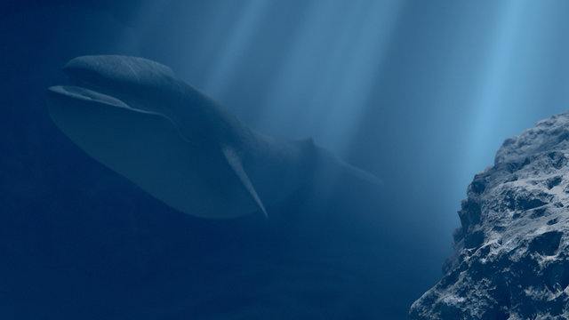 Blue whale in undersea