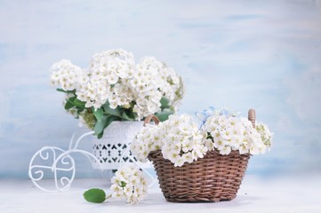 Spiraea - Spiraea nipponica .Spring decoration - flower in basket in the basket. Soft focus, selective focus.
