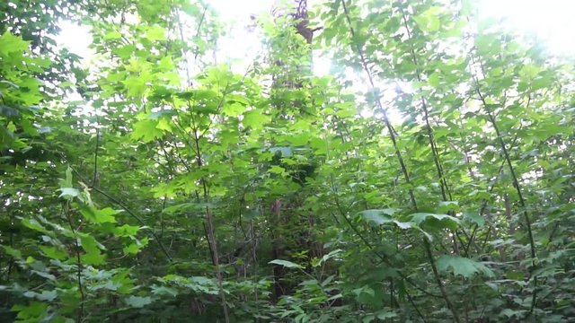 Tracking Shot Through Forest Trees Woods Sun Shining Through Trees Nature Beauty Aerial Close Up New Beginning Afterlife Spirituality Renewal Awakening Concept Drone Shot.