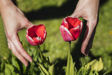 His arms wrapped around the garden tulip