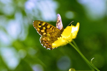 detail of Painted Lady butterfly