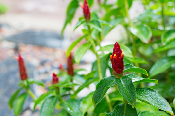 Group of red flowers in the garden