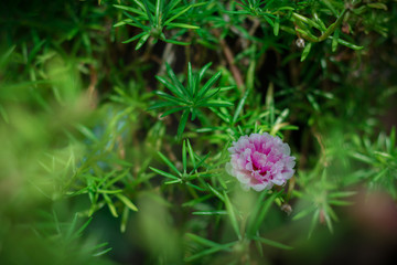 Beauty of pussley flower or Moss Rose under natural light in the morning.(vintage effect,soft focus)