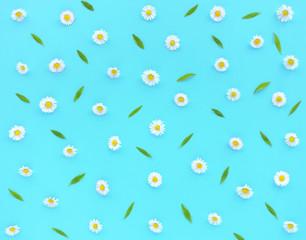 Daisy Flowers, Bellis perennis, and green leaves on turquoise blue as background. Flat lay and top view.