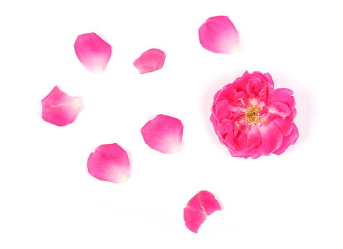 Pink rose with petals isolated on white background, top view