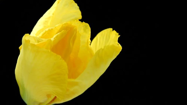 Beautiful spring yellow Iris flower bud blooming timelapse isolated on black background. 4K UHD video 3840X2160