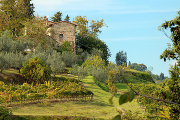 Fototapeta na wymiar Olive groves and grape vines at small farm on hillside of Greve in Chianti, Tuscany, Italy
