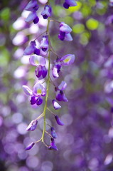 Fototapeta na wymiar isolated branch of beautiful hanging purplish Wisteria