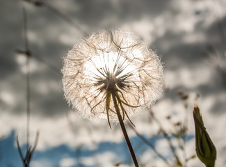 White dandelion on a background of the sun. Bright light, sky.