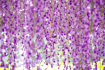 Naklejka premium beautiful purplish Wisteria hanging on a trellis