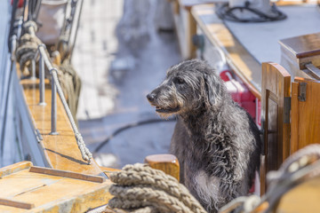Deckshund auf Segelboot