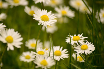 daisies