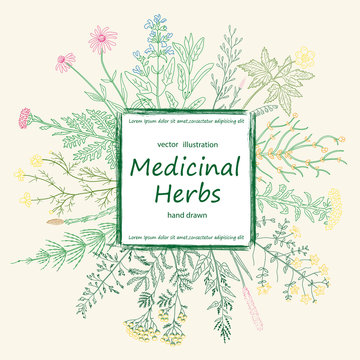 Color card of a medicinal herbs and flowers.