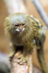 Pygmy marmoset or Cebuella pygmaea