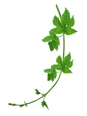 young hop with leaves isolated on a white background without a shadow.