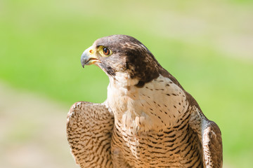 Portrait of the fastest wild bird of prey falcon or hawk