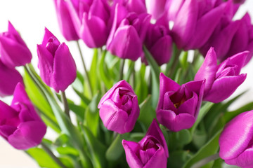 Beautiful tulips, closeup