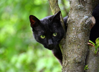 Schwarze Katze - gr&uuml;ne Augen