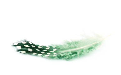 Decorational feather isolated
