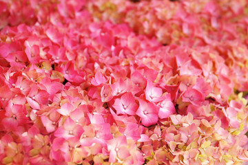 Beautiful blooming bouquet of hydrangea flowers, closeup