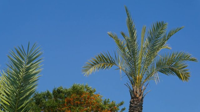 top of palm tree with clear blue sky background