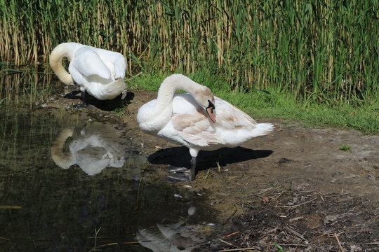 Two mute swans cleaning feathers
