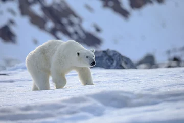 Zelfklevend Fotobehang Polar bear of Spitzbergen (Ursus maritimus) © vaclav