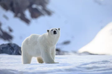  Polar bear of Spitzbergen (Ursus maritimus) © vaclav