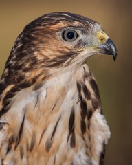 Broad Winged Hawk (Juvenile)